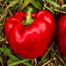 30 Sweet Big Red Pepper Seeds non-gmo Heirloom Bell Peppers Planting Garden