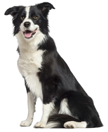 BORDER COLLIE - Rücksendeadresse Etiketten - 1" x 2 5/8" - personalisiert - Bild 17 von 38