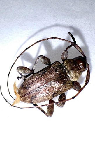 LONG HORN BEETLE #12 - Central Florida