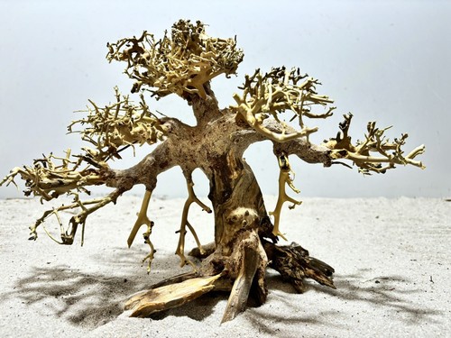 Aquariumwurzel, Bonsai, Aquascaping, Mangrove XL #1432 L33  x T16