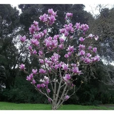 5 Purple Magnolia Seeds LILY FLOWER TREE Fragrant Tulip Seed 353 US SELLER