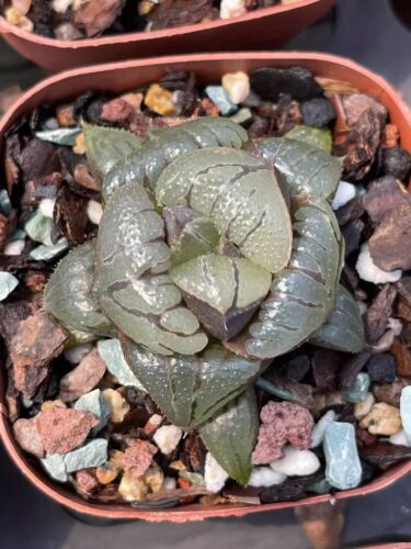 5CM Succulent Plant Haworthia. Mirabilis var. Badia Liliaceae Home Garden Plant - Picture 8 of 9