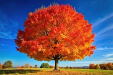 Sugar Maple Tree Seedlings for Planting