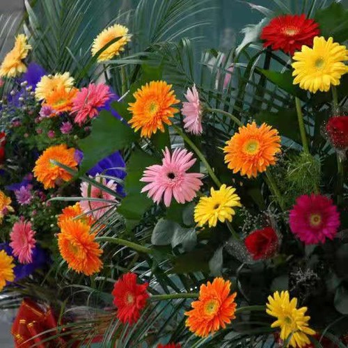 100 SALMON COLOR AFRICAN DAISY FLOWER SEEDS / LONG LASTING ANNUAL - Picture 1 of 11