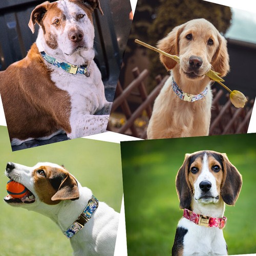 Cat Leash Personalised Dog Collar Customized ID Engraved Name Custom Made Set - Picture 5 of 28