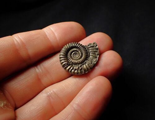 Crucilobiceras Pyrit Ammonit Fossil (26mm) Juraküste Charmouth Mineralien - Bild 3 von 6