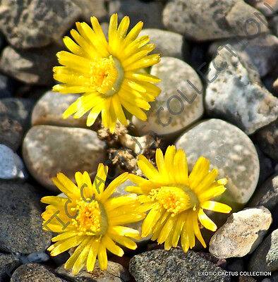 rare mesembs exotic succulent living stones cactus 50 SEEDS Lithops Naureeniae rare mesembs exotic succulent living stones cactus 50 SEEDS Lithops Naureeniae