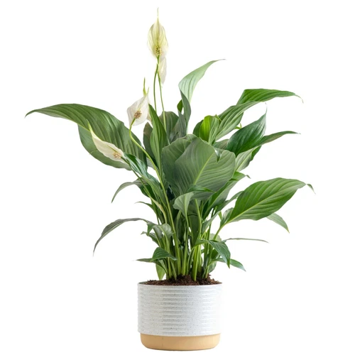 Peace Lily, Live Indoor Plant with Flowers, Easy to Grow Houseplant in Decora...