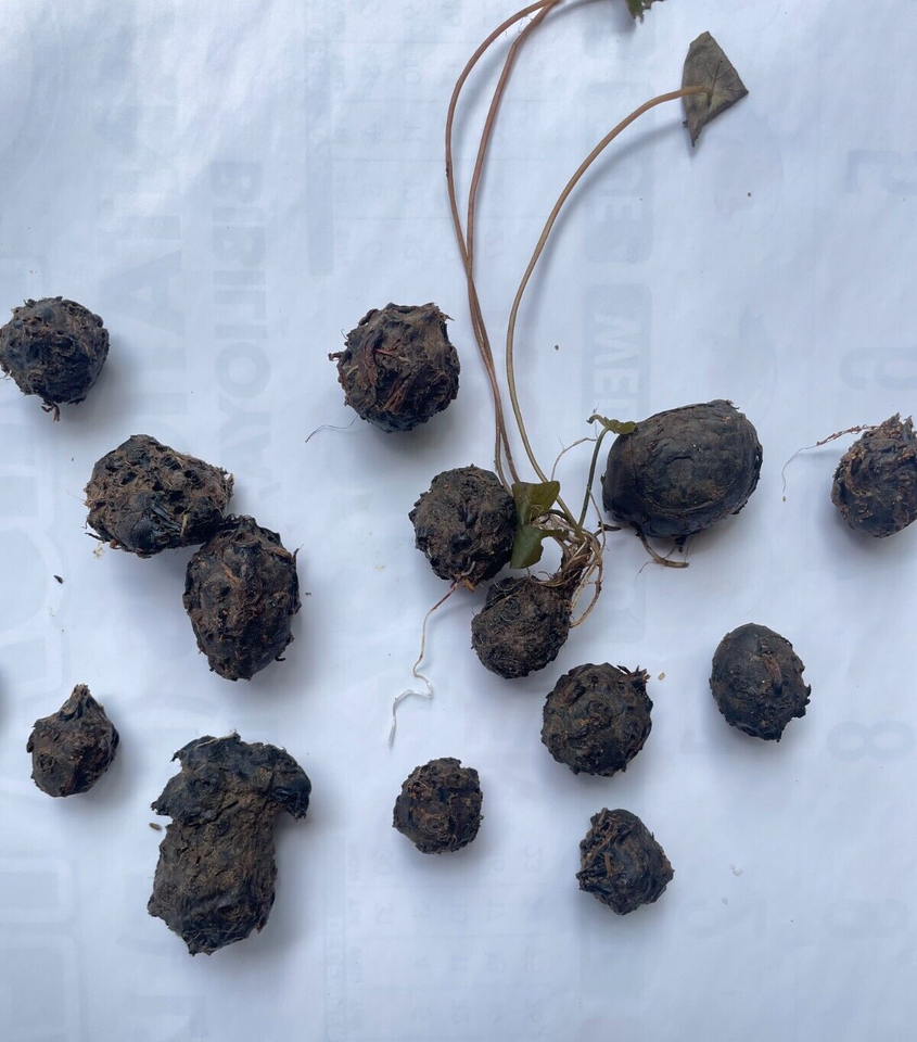 RED LOTUS LIVE BULBS Aquarium Tiger Plants Water Lily Rare Nymphaea