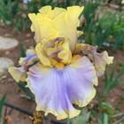 Tall Bearded Iris Rhizome "Repertoire" Thomas Johnson 2011 Award Winner!