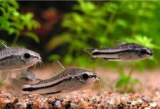 Pygmy Corydoras
