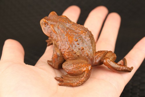 Bois de buis japonais chinois sculpté à la main statue de grenouille jinchan netsuke cadeau - Photo 1/6