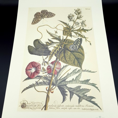 Estampado botánico Ehret Chatsworth Lawrence & Turner 44x31,5 L.ed Abutilon folio - Imagen 2 de 12