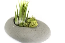 Gray Ceramic Holder with Tillandsia Air Plants - Easy Indoor Outdoor Home Decor