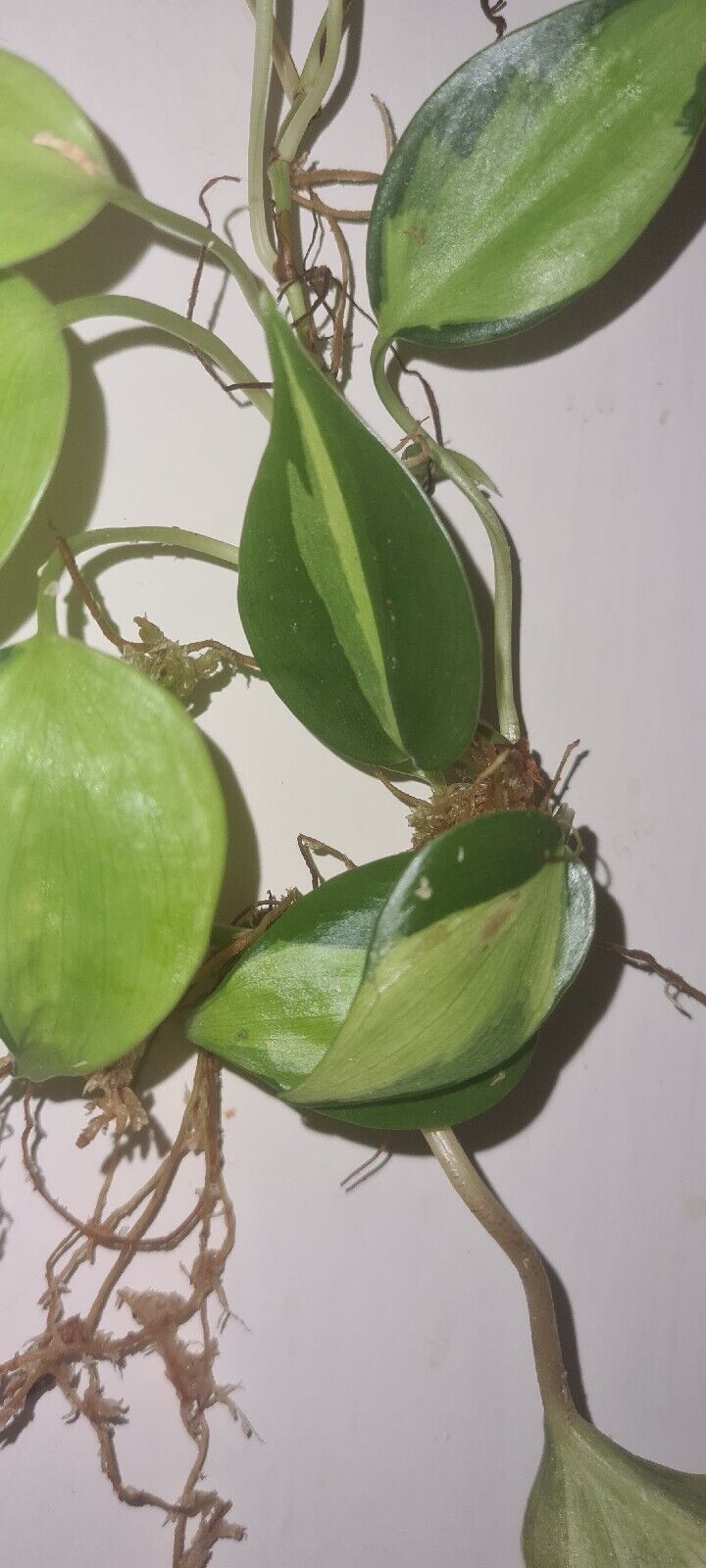 Picture 2 of 6
