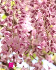 Pianta di GLICINE ‘Wisteria’ Fiore Rosa - Vaso Ø 18 cm - H. 150 cm