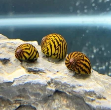 3 Lightning Bolt Nerite Snails - Live Freshwater Snail Plants