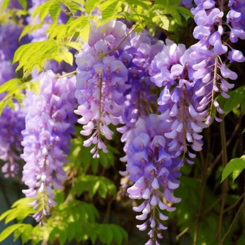 30pc Purple Wisteria Se-ed Vine Climbing Flower Perennial Se-ed Hanging Wisteria - Picture 8 of 25