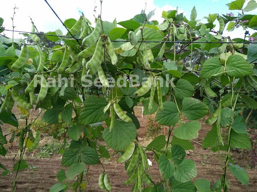 Hyacinth Bean White Queen - Delicious Extra-Ordinary, Mother of All Bean Variety - Picture 6 of 12