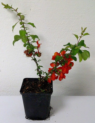 Japanische Zierquitte Chaenomeles japonica ´Cido´ Pflanze 35-40cm Nordi. Zitrone - Bild 2 von 2