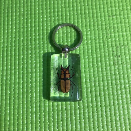 Prosopocoilus Occipitalis Beetle Bug in Resin Real Insect Taxidermy keychain - Picture 3 of 5