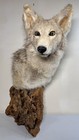 Vtg Coyote Taxidermy Wolf Shoulder Mount On Wood Burl Cabin Man Cave Dadcore