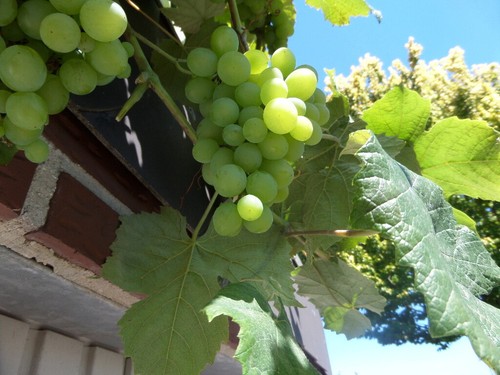 Weinrebe welche im Norden Deutschlands fruchtet Wein Weintrauben Vitis Weinstock - Bild 1 von 8