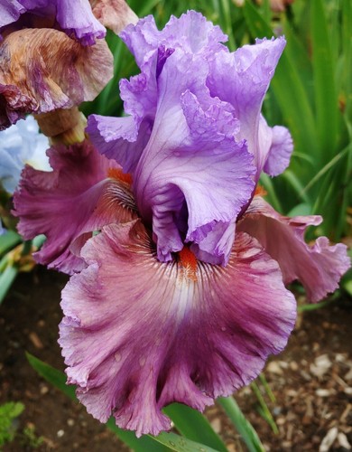 'Chasing Destiny TB Iris Rhizome PREVENDITA per spedizione luglio, agosto e 25 settembre - Foto 3 di 4