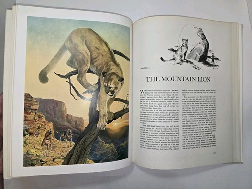 1961 The Big Game Animals Of North America Outdoor Life First Edition - Bild 14 von 24