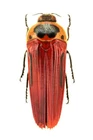 STIGMODERINI, HIPERANTHA DECORATA MAR242 26MM BR, VERY RARE