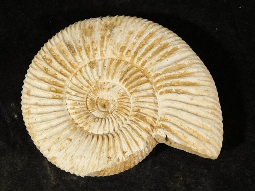 Larger! White Ribbed AMMONITE Fossil 100% Natural with STAND Madagascar 134gr - Bild 6 von 12