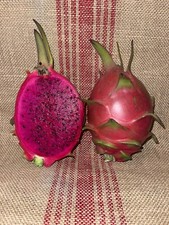 Mature Dragon Fruit Cuttings On Variety  Natural Mystic  