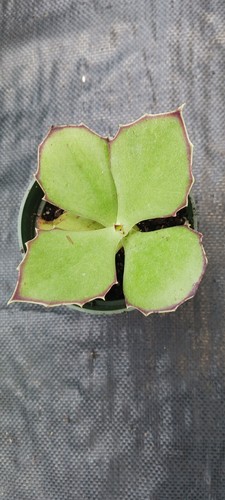 Kalanchoe synsepala Walking Kalanchoe Succulent Mad Happenings Madagascar Plant - Picture 4 of 5