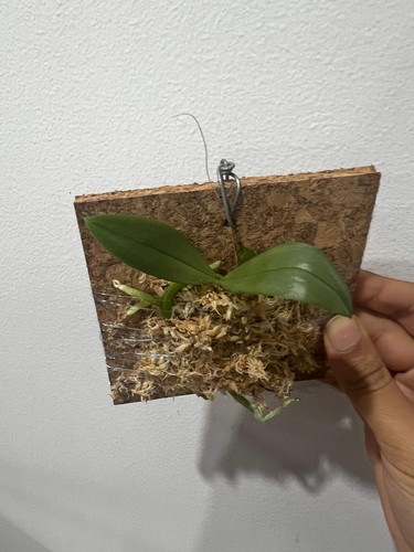 Phalaenopsis parishii (Miniature Species) - Picture 2 of 3