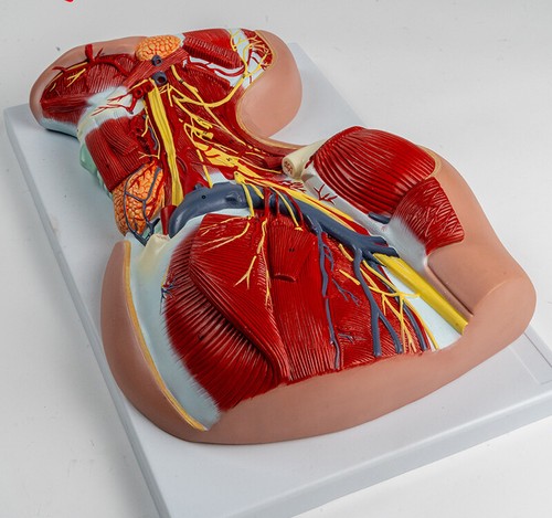1:1 size Head and neck muscle vascular nerve medical anatomical model - Picture 19 of 24