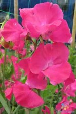 50 Carlotta Sweet Pea Seeds for Garden Planting - USA - FREE SHIPPING 