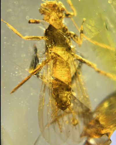 Cretaceous Fossil Burmese amber burmite Stone fly insect amber Fossil Myanmar - Picture 6 of 7