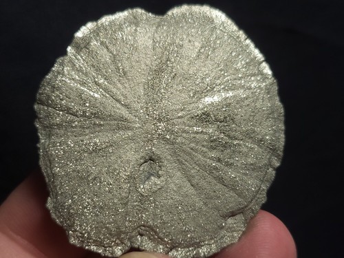 Pyrit Sonne, Pyrit Dollar aus Sparta, Illinois 2"x2" (1,2 oz.) 1C - Bild 1 von 5