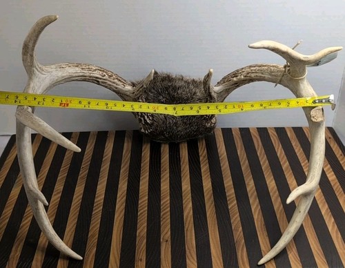 11 Point Whitetail Deer Antlers, Nice Large Size Man Cave Decoration - Picture 4 of 9