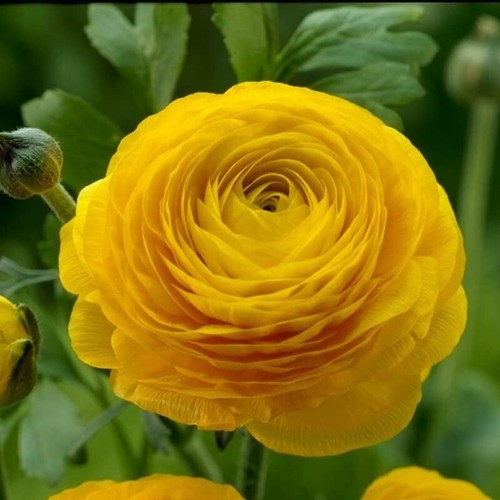 Ranunculus 20 Yellow Quality Bulbs Corms Peony Rose Buttercup Wedding Flowers - Picture 4 of 4