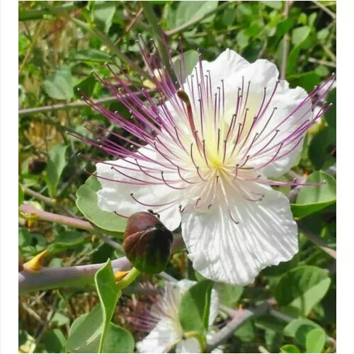 CAPERS, CAPPARIS SPINOSA, 15 seeds + FREE GIFT - Picture 1 of 1