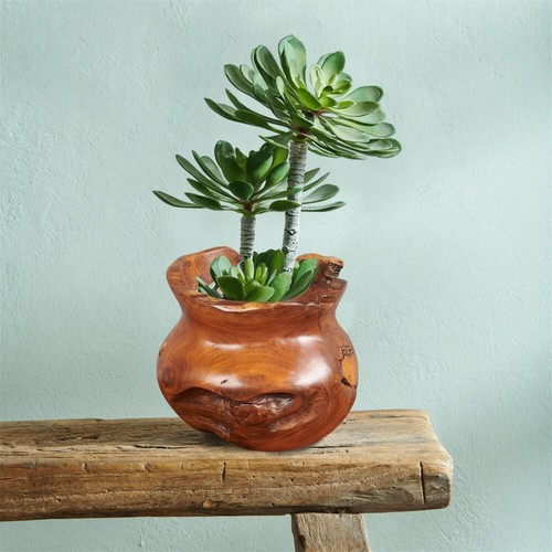 Vaso ciotola bassa radice teak naturale 9,8'' legno intagliato a mano casale moderno - Foto 15 di 17