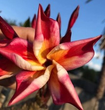 Rare plumeria Corona Surprise1 fresh Unrooted Cutting- European import. 8-10"