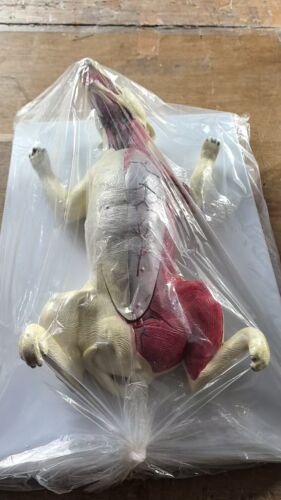 52cm/21"/ 10 piezas Plástico PERRO Modelo Anatómico/Modelo de Anatomía Animal - Imagen 2 de 6