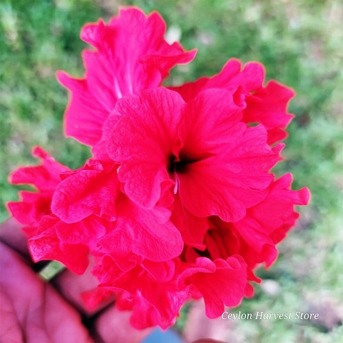 100g of Ceylon Dried Hibiscus sabdariffa Powder Natural Herbal Tea Free Shipping - Picture 3 of 6