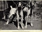 1930s Vintage German Shorthaired Pointer Print German Hunting Dog Gundog 5110j