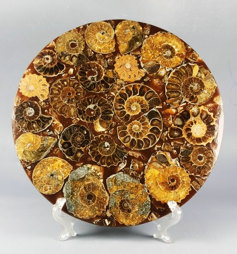 AMMONITSCHALE JURASSIC SCHEIBE HALBSCHLIFF mit Wenge Ständer - Madagaskar - Bild 2 von 10