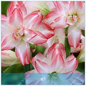 Amaryllis-Bulbs-Barbados-Lily-Bulbs-Hippeastrum-Bulb-Pink-White-2-4-6-8-10Pcs