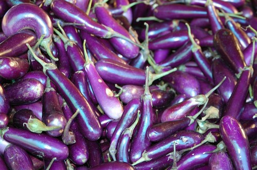 +1000 SEEDS-WINTER VEGETABLE PACK-15 PACKETS-EASY GROW-ASIAN VEGETABLE GARDEN - Picture 15 of 17