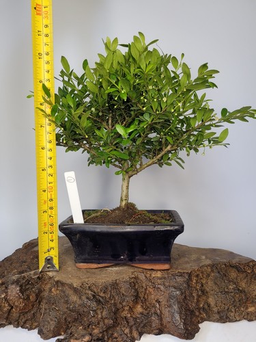 Shohin Japanese Holly Bonsai Tree | Ilex crenata – Informal Upright Style in Pot - Picture 7 of 8